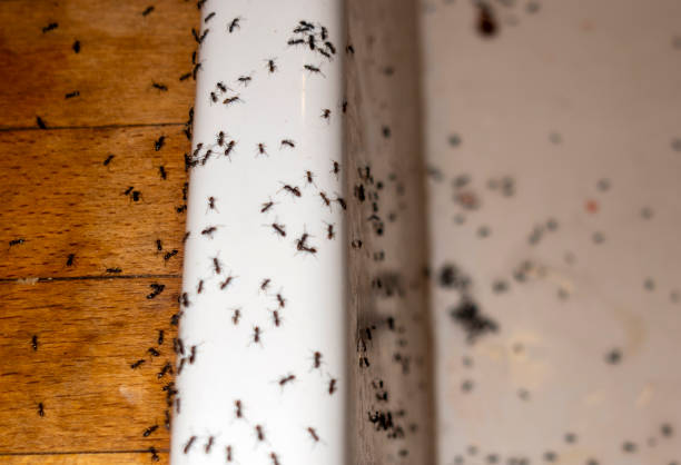 Best Mosquito Control Services  in Bel Air, MD