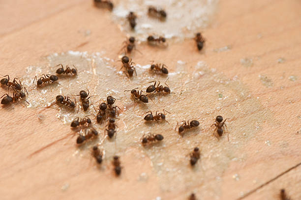 Best Termite Control Services  in Bel Air, MD