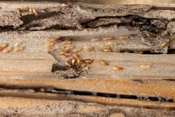 Wasp Removal Services in Bel Air, MD